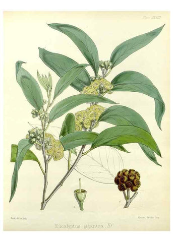 Reproducción/Reproduction 32986274151: The botany of the Antarctic voyage of H.M. discovery ships Erebus and Terror in the Years 1839-1843. London :Reeve Brothers,1844-1860.
