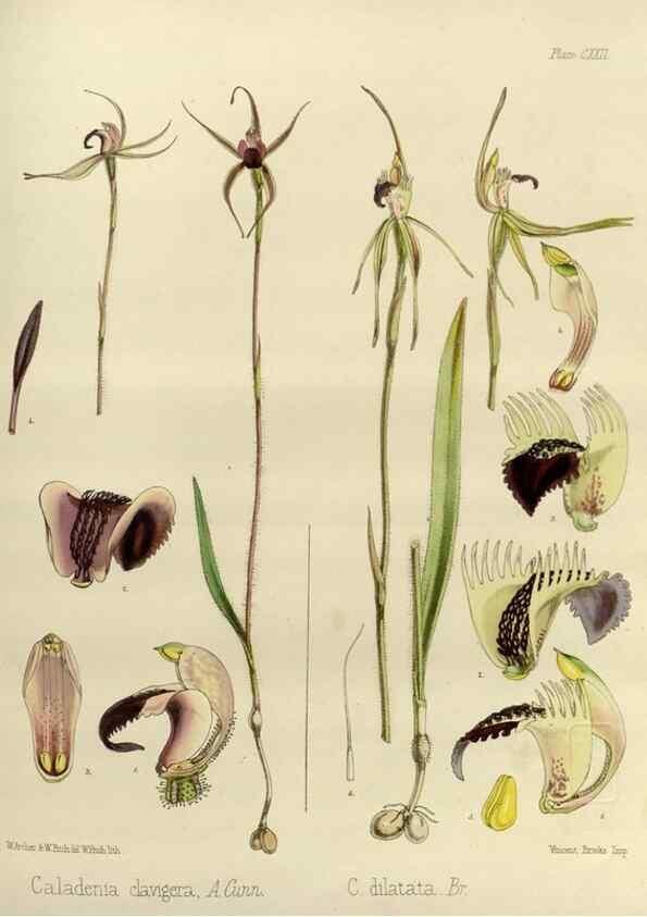 Reproducción/Reproduction 33072000176: The botany of the Antarctic voyage of H.M. discovery ships Erebus and Terror in the Years 1839-1843. London :Reeve Brothers,1844-1860.