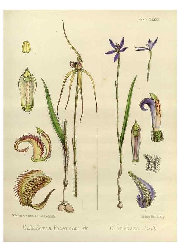 Reproducción/Reproduction 33072002926: The botany of the Antarctic voyage of H.M. discovery ships Erebus and Terror in the Years 1839-1843. London :Reeve Brothers,1844-1860.