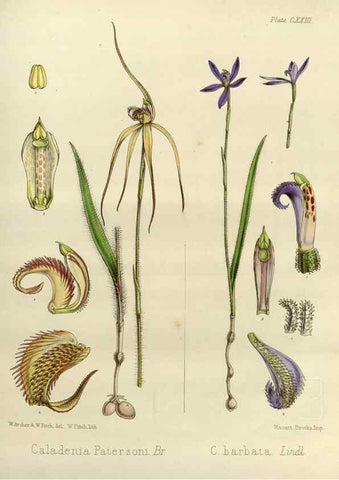 Reproducción/Reproduction 33072002926: The botany of the Antarctic voyage of H.M. discovery ships Erebus and Terror in the Years 1839-1843. London :Reeve Brothers,1844-1860.