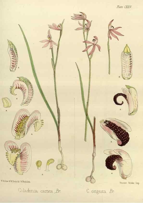 Reproducción/Reproduction 33072004896: The botany of the Antarctic voyage of H.M. discovery ships Erebus and Terror in the Years 1839-1843. London :Reeve Brothers,1844-1860.
