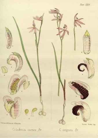 Reproducción/Reproduction 33072004896: The botany of the Antarctic voyage of H.M. discovery ships Erebus and Terror in the Years 1839-1843. London :Reeve Brothers,1844-1860.