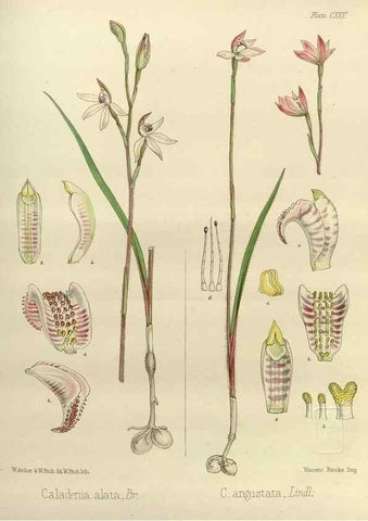 Reproducción/Reproduction 33072006906: The botany of the Antarctic voyage of H.M. discovery ships Erebus and Terror in the Years 1839-1843. London :Reeve Brothers,1844-1860.