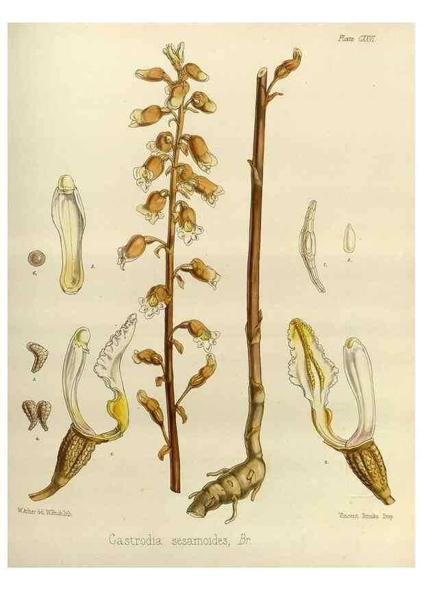 Reproducción/Reproduction 33072008716: The botany of the Antarctic voyage of H.M. discovery ships Erebus and Terror in the Years 1839-1843. London :Reeve Brothers,1844-1860.