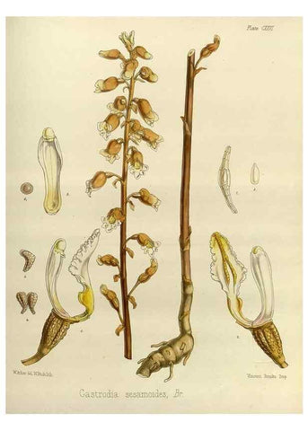 Reproducción/Reproduction 33072008716: The botany of the Antarctic voyage of H.M. discovery ships Erebus and Terror in the Years 1839-1843. London :Reeve Brothers,1844-1860.