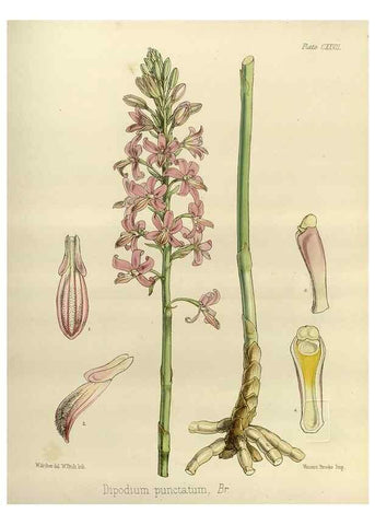 Reproducción/Reproduction 32731139130: The botany of the Antarctic voyage of H.M. discovery ships Erebus and Terror in the Years 1839-1843. London :Reeve Brothers,1844-1860.