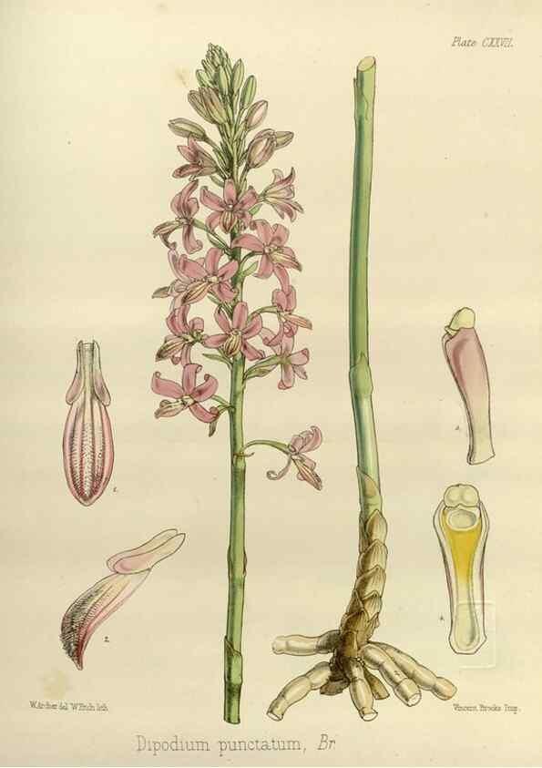 Reproducción/Reproduction 32731139130: The botany of the Antarctic voyage of H.M. discovery ships Erebus and Terror in the Years 1839-1843. London :Reeve Brothers,1844-1860.