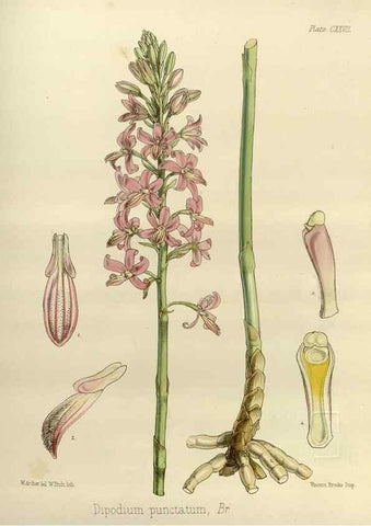 Reproducción/Reproduction 32731139130: The botany of the Antarctic voyage of H.M. discovery ships Erebus and Terror in the Years 1839-1843. London :Reeve Brothers,1844-1860.