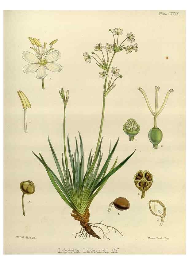Reproducción/Reproduction 32298055053: The botany of the Antarctic voyage of H.M. discovery ships Erebus and Terror in the Years 1839-1843. London :Reeve Brothers,1844-1860.