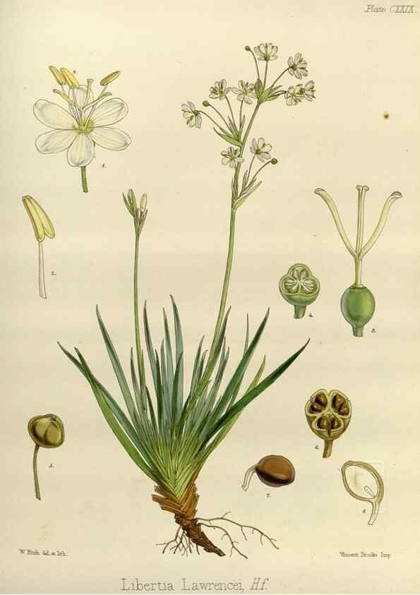 Reproducción/Reproduction 32298055053: The botany of the Antarctic voyage of H.M. discovery ships Erebus and Terror in the Years 1839-1843. London :Reeve Brothers,1844-1860.