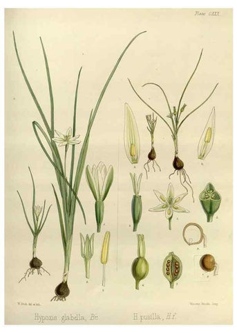 Reproducción/Reproduction 32298057623: The botany of the Antarctic voyage of H.M. discovery ships Erebus and Terror in the Years 1839-1843. London :Reeve Brothers,1844-1860.