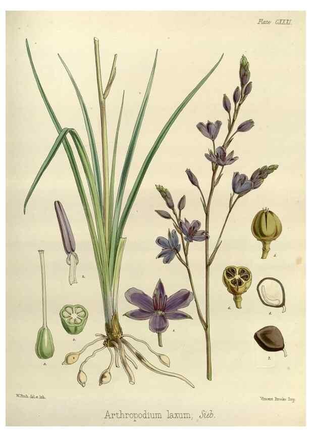 Reproducción/Reproduction 32957302422: The botany of the Antarctic voyage of H.M. discovery ships Erebus and Terror in the Years 1839-1843. London :Reeve Brothers,1844-1860.