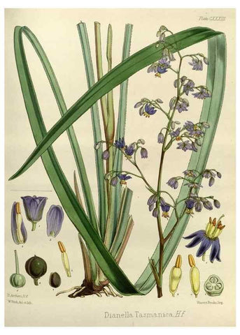 Reproducción/Reproduction 32957303962: The botany of the Antarctic voyage of H.M. discovery ships Erebus and Terror in the Years 1839-1843. London :Reeve Brothers,1844-1860.
