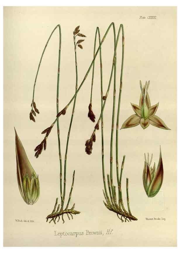 Reproducción/Reproduction 32731161820: The botany of the Antarctic voyage of H.M. discovery ships Erebus and Terror in the Years 1839-1843. London :Reeve Brothers,1844-1860.