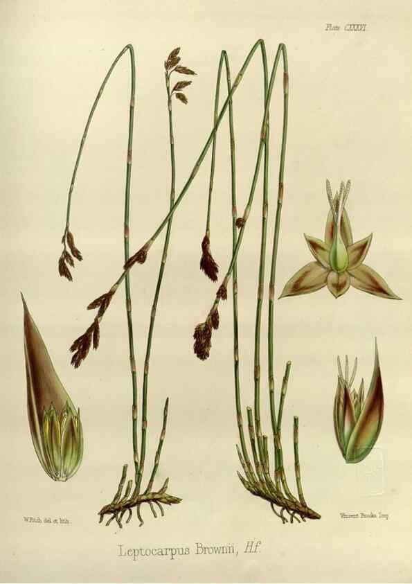 Reproducción/Reproduction 32731161820: The botany of the Antarctic voyage of H.M. discovery ships Erebus and Terror in the Years 1839-1843. London :Reeve Brothers,1844-1860.