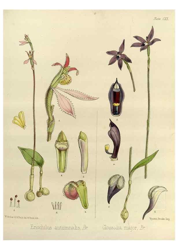 Reproducción/Reproduction 32986792421: The botany of the Antarctic voyage of H.M. discovery ships Erebus and Terror in the Years 1839-1843. London :Reeve Brothers,1844-1860.