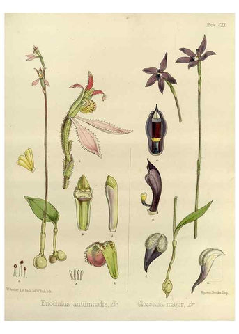 Reproducción/Reproduction 32986792421: The botany of the Antarctic voyage of H.M. discovery ships Erebus and Terror in the Years 1839-1843. London :Reeve Brothers,1844-1860.
