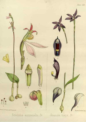 Reproducción/Reproduction 32986792421: The botany of the Antarctic voyage of H.M. discovery ships Erebus and Terror in the Years 1839-1843. London :Reeve Brothers,1844-1860.
