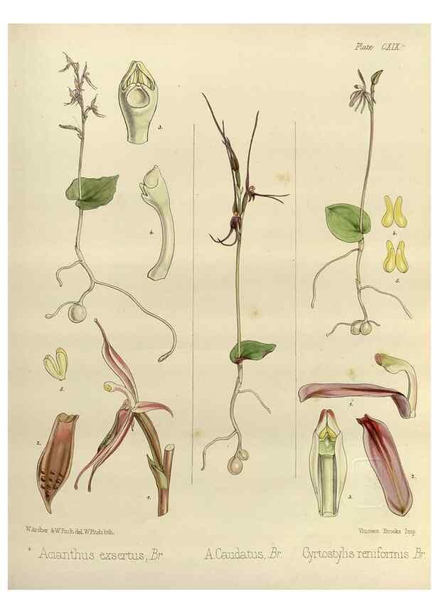 Reproducción/Reproduction 32268400124: The botany of the Antarctic voyage of H.M. discovery ships Erebus and Terror in the Years 1839-1843. London :Reeve Brothers,1844-1860.