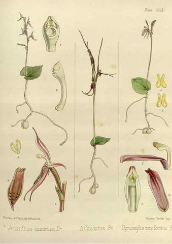 Reproducción/Reproduction 32268400124: The botany of the Antarctic voyage of H.M. discovery ships Erebus and Terror in the Years 1839-1843. London :Reeve Brothers,1844-1860.