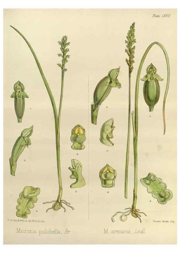 Reproducción/Reproduction 32268397324: The botany of the Antarctic voyage of H.M. discovery ships Erebus and Terror in the Years 1839-1843. London :Reeve Brothers,1844-1860.