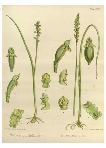 Reproducción/Reproduction 32268397324: The botany of the Antarctic voyage of H.M. discovery ships Erebus and Terror in the Years 1839-1843. London :Reeve Brothers,1844-1860.
