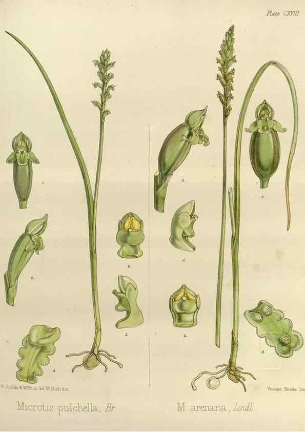 Reproducción/Reproduction 32268397324: The botany of the Antarctic voyage of H.M. discovery ships Erebus and Terror in the Years 1839-1843. London :Reeve Brothers,1844-1860.
