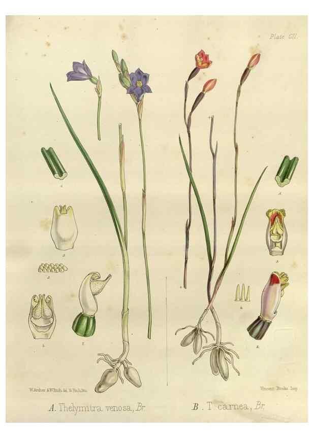 Reproducción/Reproduction 32268362614: The botany of the Antarctic voyage of H.M. discovery ships Erebus and Terror in the Years 1839-1843. London :Reeve Brothers,1844-1860.