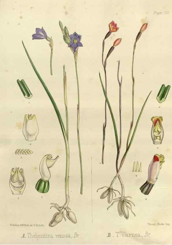 Reproducción/Reproduction 32268362614: The botany of the Antarctic voyage of H.M. discovery ships Erebus and Terror in the Years 1839-1843. London :Reeve Brothers,1844-1860.