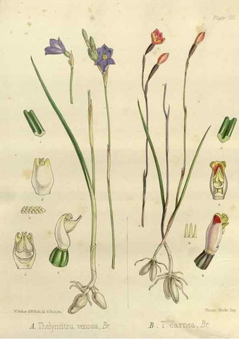 Reproducción/Reproduction 32268362614: The botany of the Antarctic voyage of H.M. discovery ships Erebus and Terror in the Years 1839-1843. London :Reeve Brothers,1844-1860.