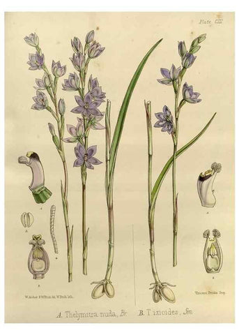 Reproducción/Reproduction 32268364784: The botany of the Antarctic voyage of H.M. discovery ships Erebus and Terror in the Years 1839-1843. London :Reeve Brothers,1844-1860.