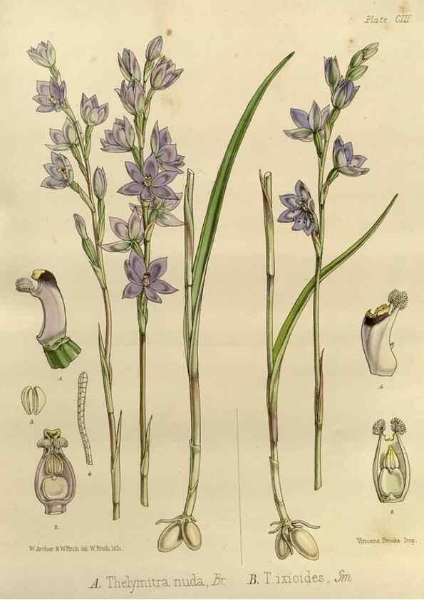 Reproducción/Reproduction 32268364784: The botany of the Antarctic voyage of H.M. discovery ships Erebus and Terror in the Years 1839-1843. London :Reeve Brothers,1844-1860.