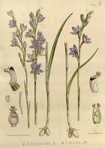 Reproducción/Reproduction 32268364784: The botany of the Antarctic voyage of H.M. discovery ships Erebus and Terror in the Years 1839-1843. London :Reeve Brothers,1844-1860.