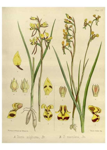 Reproducción/Reproduction 32268366974: The botany of the Antarctic voyage of H.M. discovery ships Erebus and Terror in the Years 1839-1843. London :Reeve Brothers,1844-1860.