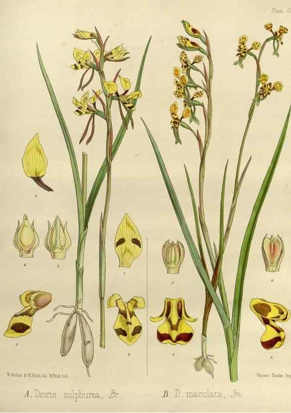 Reproducción/Reproduction 32268366974: The botany of the Antarctic voyage of H.M. discovery ships Erebus and Terror in the Years 1839-1843. London :Reeve Brothers,1844-1860.