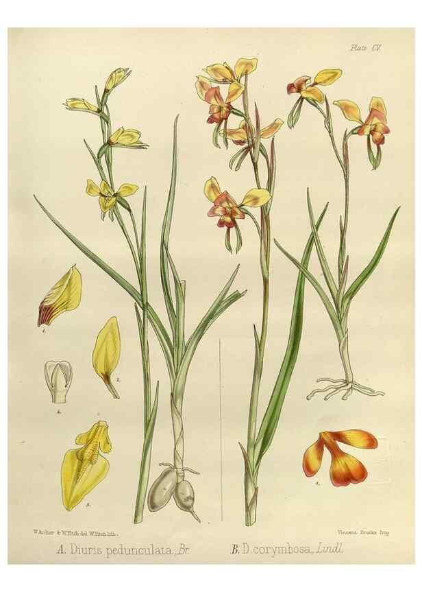 Reproducción/Reproduction 33113504355: The botany of the Antarctic voyage of H.M. discovery ships Erebus and Terror in the Years 1839-1843. London :Reeve Brothers,1844-1860.