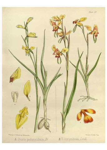 Reproducción/Reproduction 33113504355: The botany of the Antarctic voyage of H.M. discovery ships Erebus and Terror in the Years 1839-1843. London :Reeve Brothers,1844-1860.