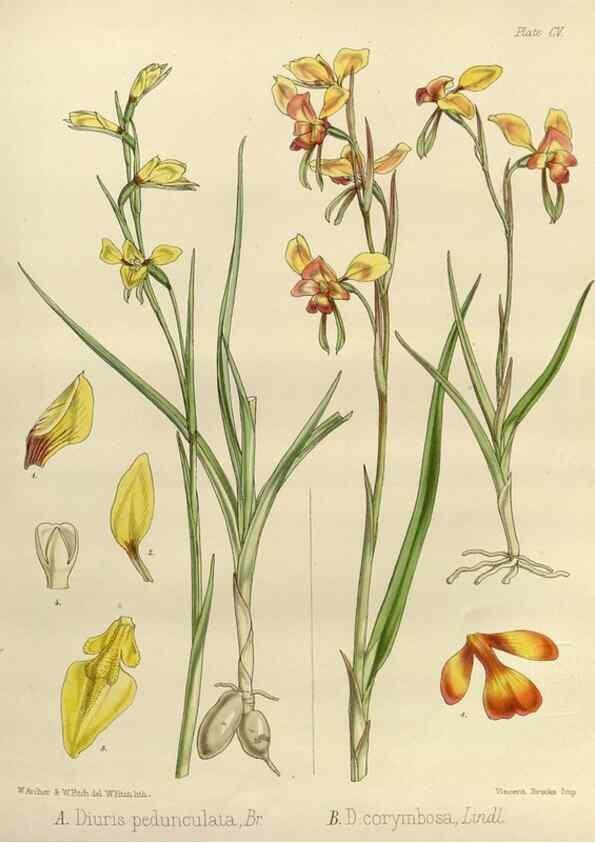Reproducción/Reproduction 33113504355: The botany of the Antarctic voyage of H.M. discovery ships Erebus and Terror in the Years 1839-1843. London :Reeve Brothers,1844-1860.