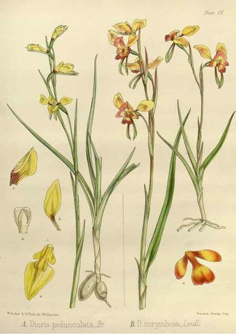 Reproducción/Reproduction 33113504355: The botany of the Antarctic voyage of H.M. discovery ships Erebus and Terror in the Years 1839-1843. London :Reeve Brothers,1844-1860.