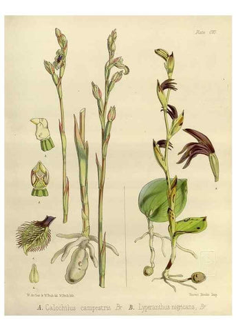 Reproducción/Reproduction 33113506325: The botany of the Antarctic voyage of H.M. discovery ships Erebus and Terror in the Years 1839-1843. London :Reeve Brothers,1844-1860.