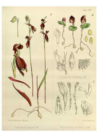 Reproducción/Reproduction 33113508515: The botany of the Antarctic voyage of H.M. discovery ships Erebus and Terror in the Years 1839-1843. London :Reeve Brothers,1844-1860.