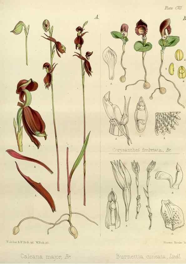 Reproducción/Reproduction 33113508515: The botany of the Antarctic voyage of H.M. discovery ships Erebus and Terror in the Years 1839-1843. London :Reeve Brothers,1844-1860.