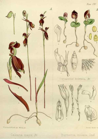 Reproducción/Reproduction 33113508515: The botany of the Antarctic voyage of H.M. discovery ships Erebus and Terror in the Years 1839-1843. London :Reeve Brothers,1844-1860.