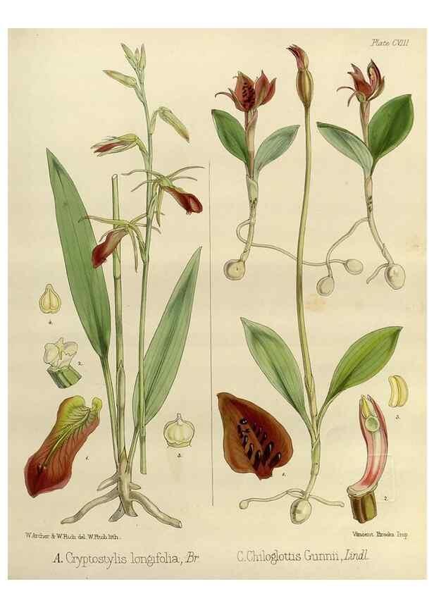 Reproducción/Reproduction 32268376014: The botany of the Antarctic voyage of H.M. discovery ships Erebus and Terror in the Years 1839-1843. London :Reeve Brothers,1844-1860.