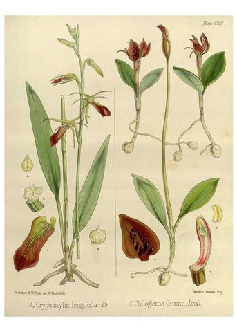 Reproducción/Reproduction 32268376014: The botany of the Antarctic voyage of H.M. discovery ships Erebus and Terror in the Years 1839-1843. London :Reeve Brothers,1844-1860.