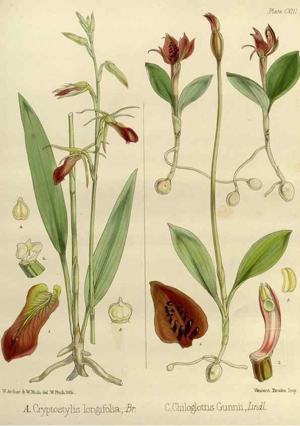 Reproducción/Reproduction 32268376014: The botany of the Antarctic voyage of H.M. discovery ships Erebus and Terror in the Years 1839-1843. London :Reeve Brothers,1844-1860.