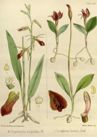 Reproducción/Reproduction 32268376014: The botany of the Antarctic voyage of H.M. discovery ships Erebus and Terror in the Years 1839-1843. London :Reeve Brothers,1844-1860.