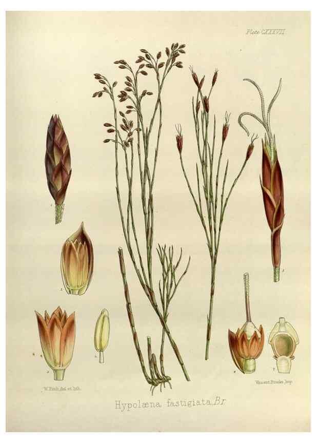 Reproducción/Reproduction 32731164270: The botany of the Antarctic voyage of H.M. discovery ships Erebus and Terror in the Years 1839-1843. London :Reeve Brothers,1844-1860.