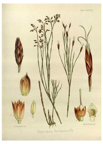 Reproducción/Reproduction 32731164270: The botany of the Antarctic voyage of H.M. discovery ships Erebus and Terror in the Years 1839-1843. London :Reeve Brothers,1844-1860.