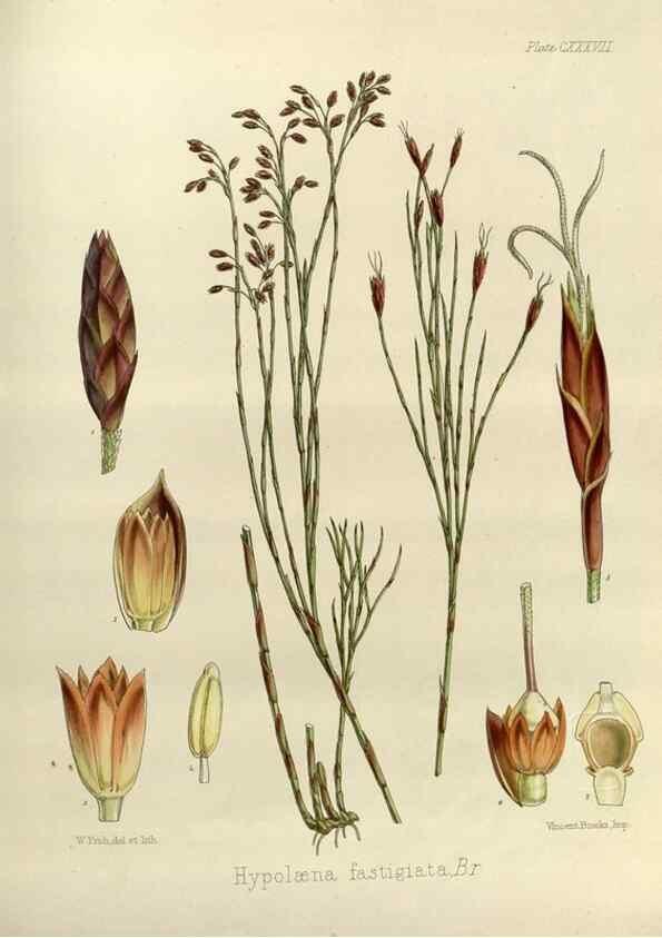 Reproducción/Reproduction 32731164270: The botany of the Antarctic voyage of H.M. discovery ships Erebus and Terror in the Years 1839-1843. London :Reeve Brothers,1844-1860.
